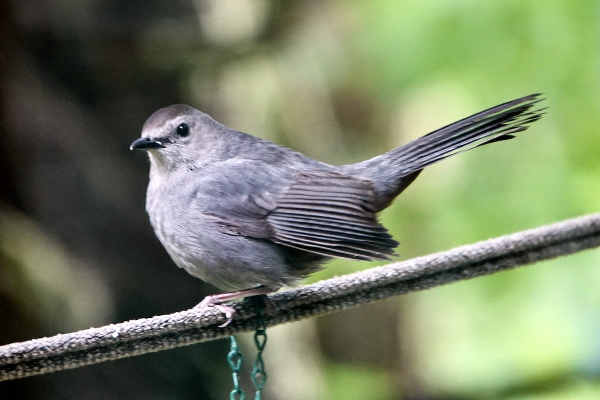 Gray Catbird - Becky Knight