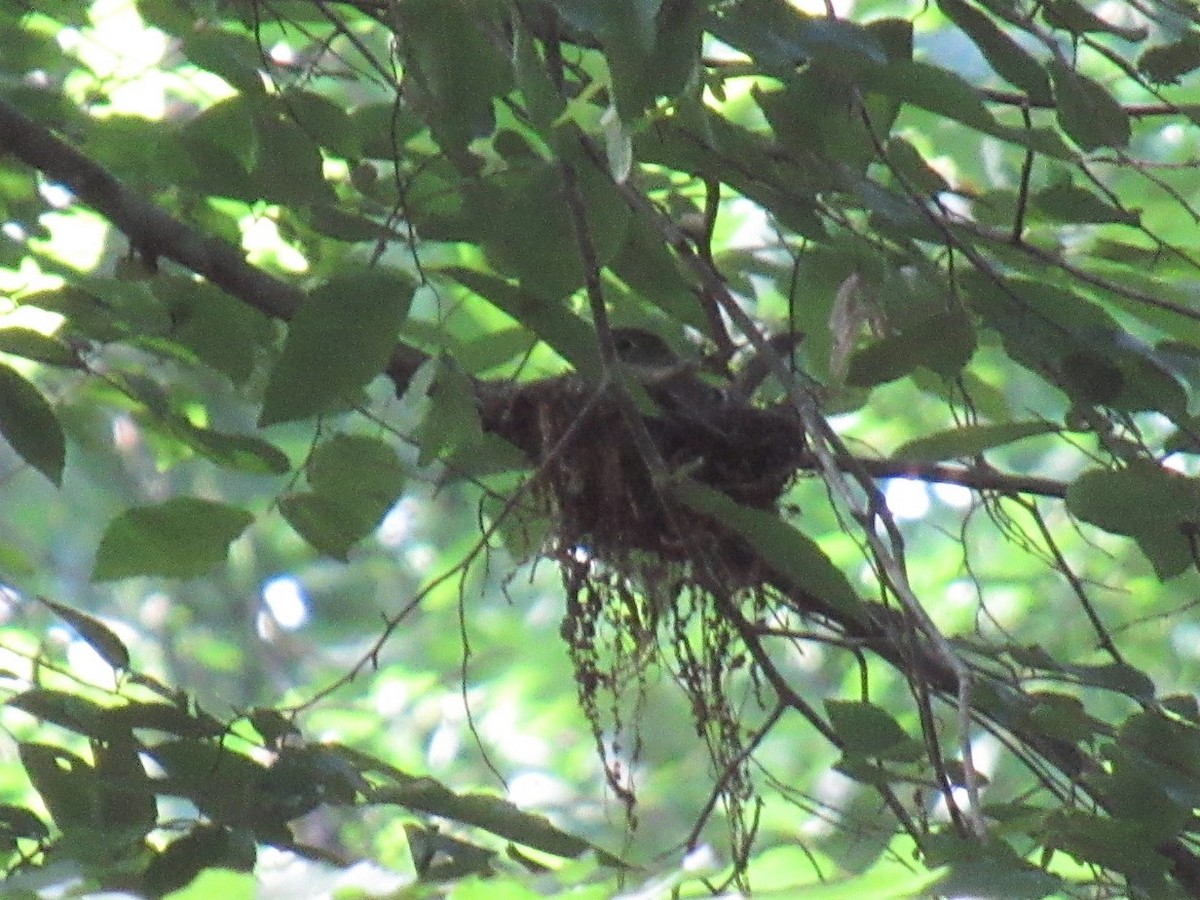 Acadian Flycatcher - ML458505991