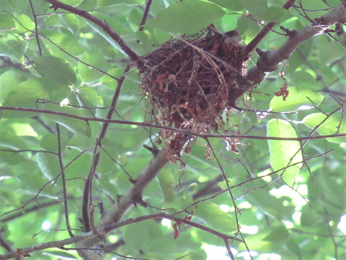 Acadian Flycatcher - ML458506001