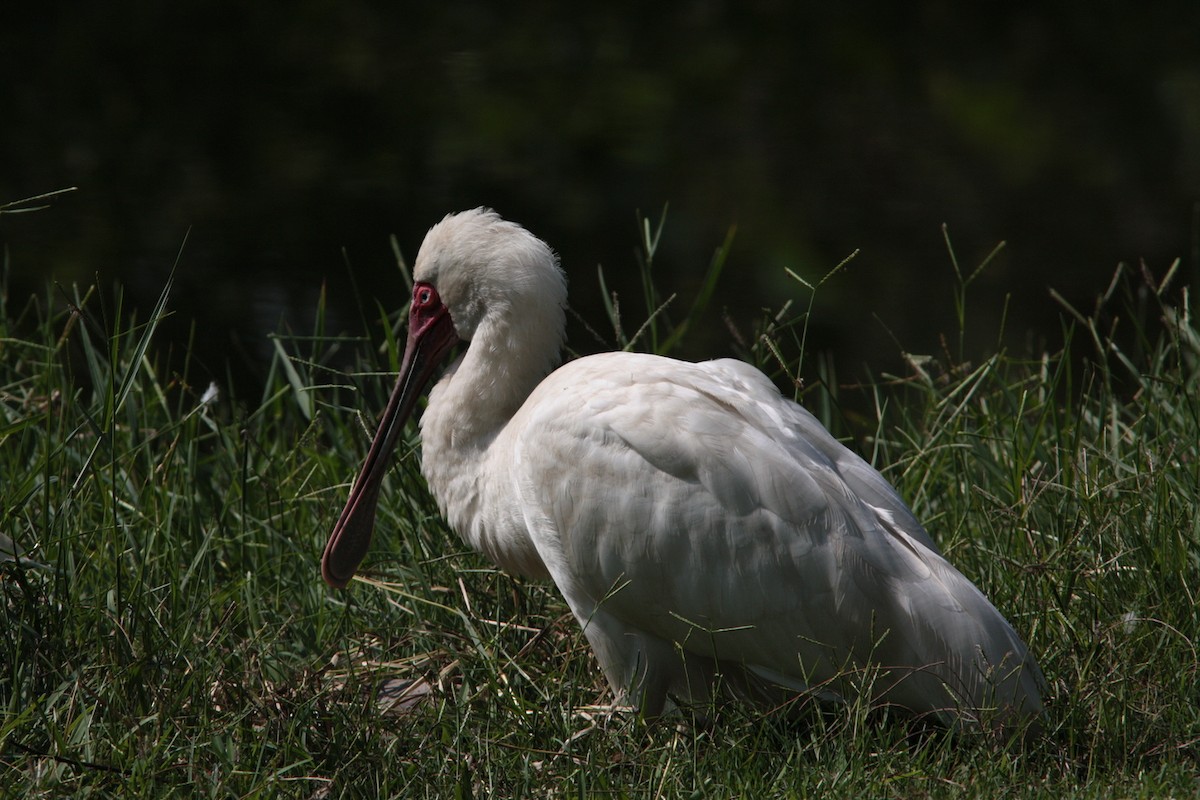 African Spoonbill - ML458506781