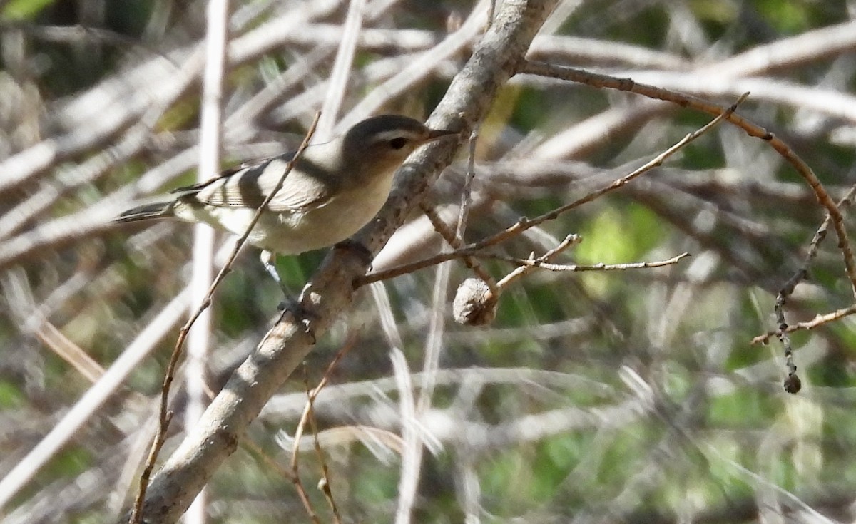 Warbling Vireo - ML458508041