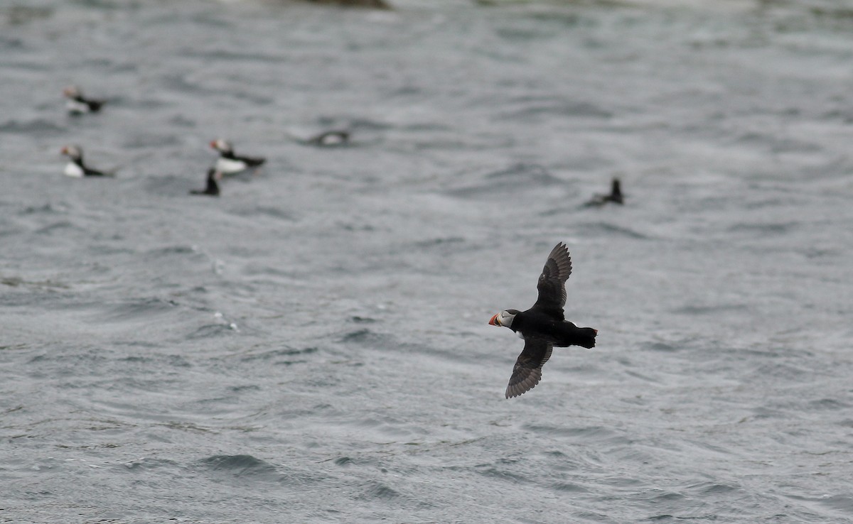 Atlantic Puffin - ML458508281