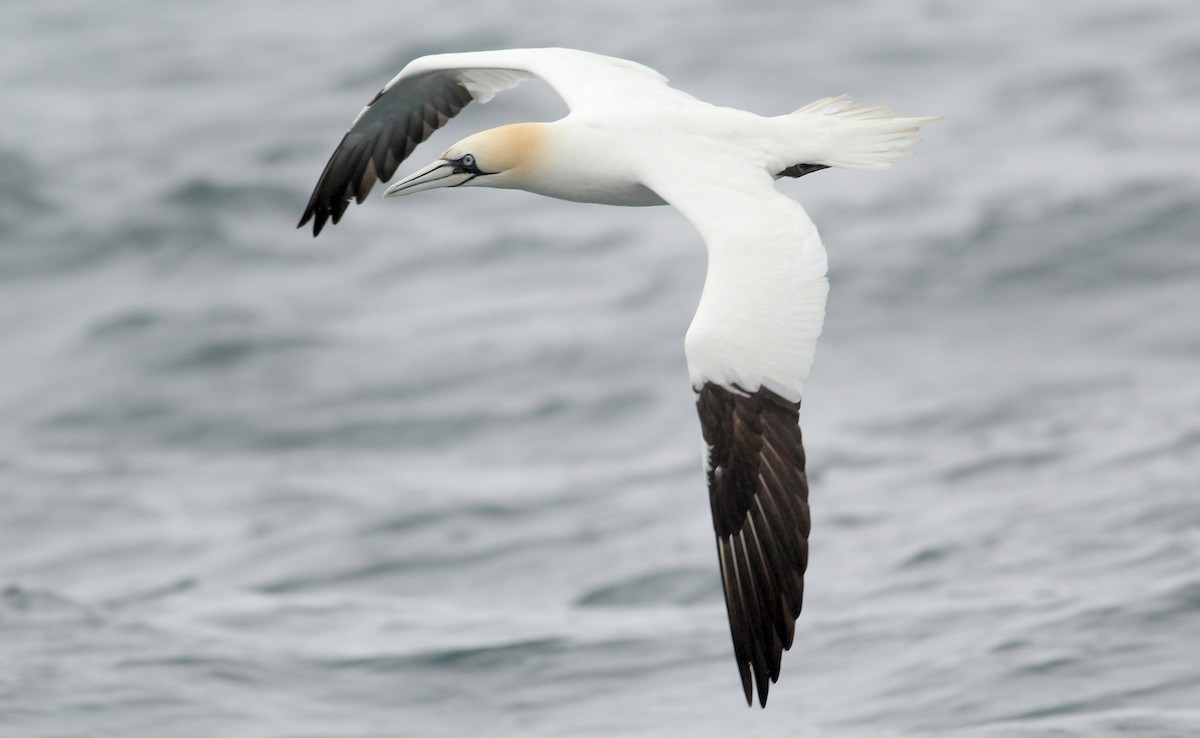 Northern Gannet - ML458508351