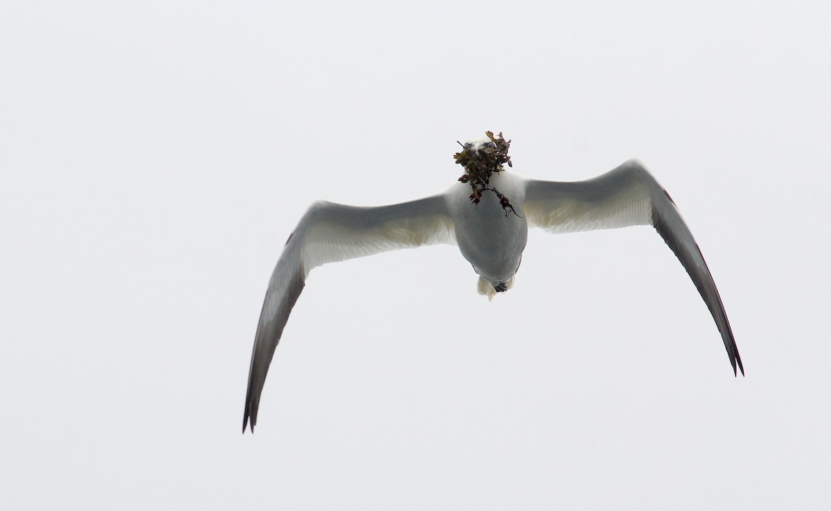 Northern Gannet - ML458508401