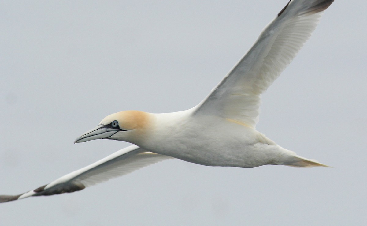 Northern Gannet - ML458508431