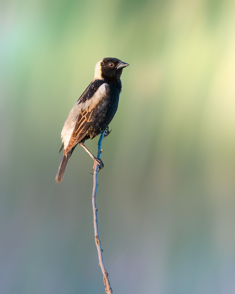 Bobolink - ML458510021