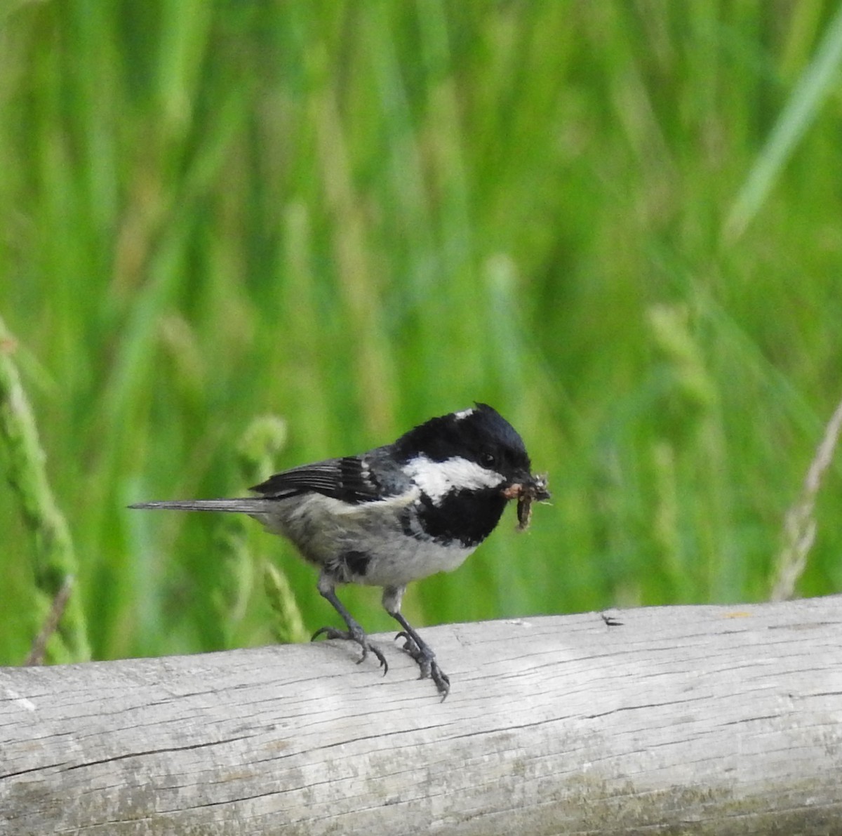 Coal Tit - ML458510031