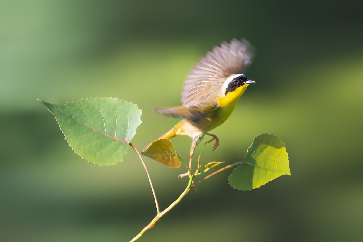 Common Yellowthroat - ML458510071