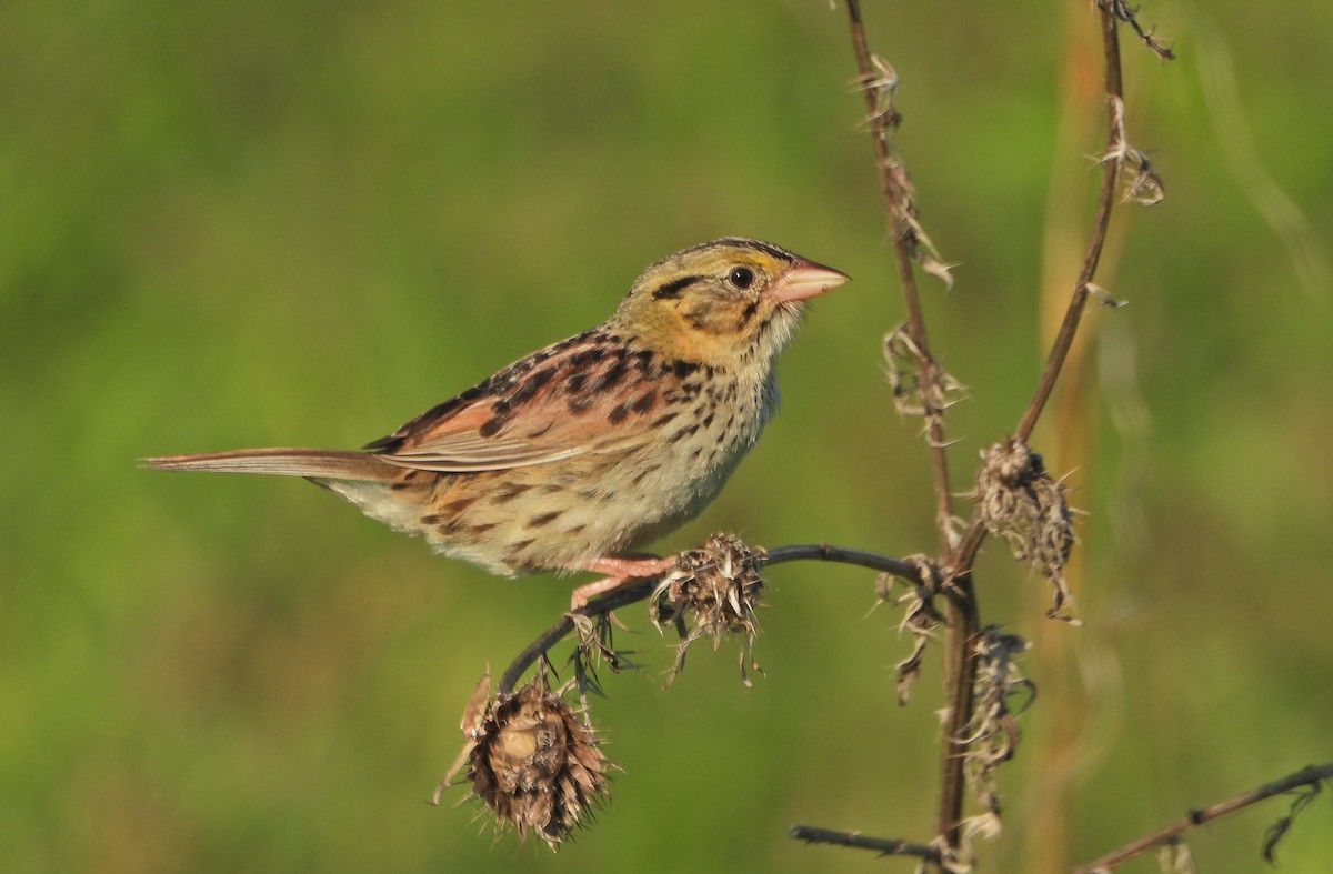 Henslow's Sparrow - ML458511251