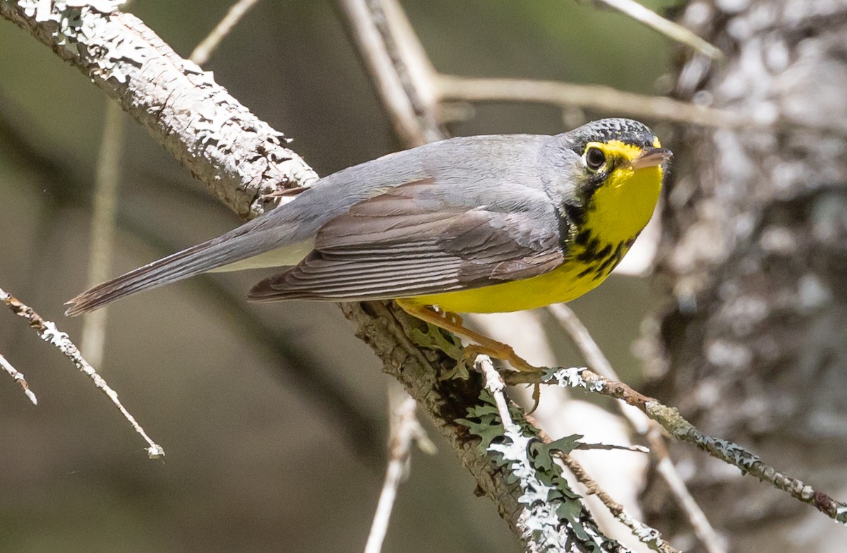 Canada Warbler - ML458511261