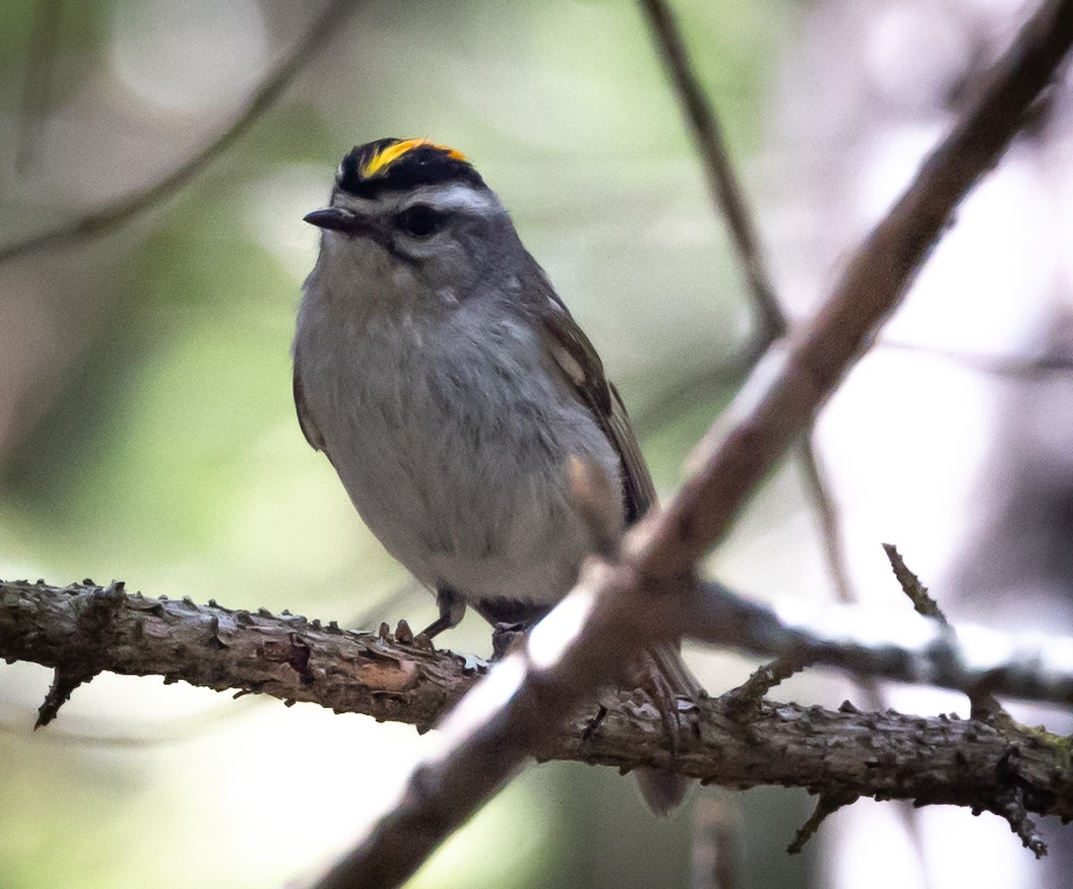 Golden-crowned Kinglet - ML458512001