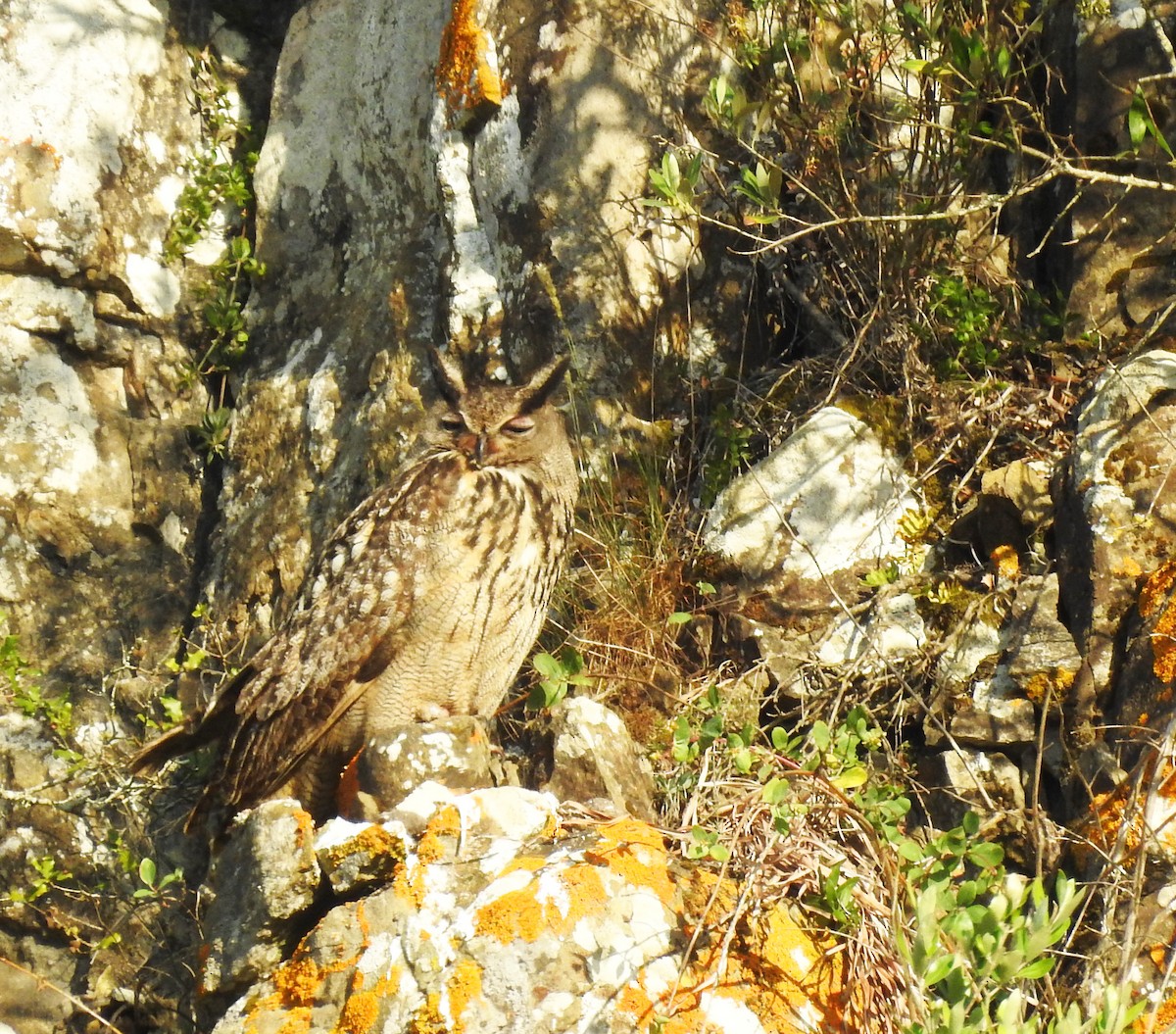 Eurasian Eagle-Owl - ML458512421