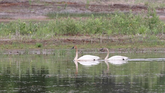 Cisne Trompetero - ML458513291