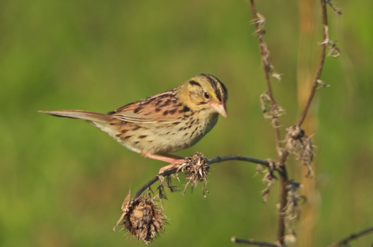 Henslow's Sparrow - ML458513891