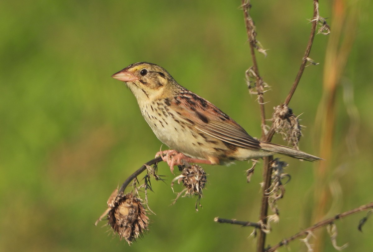 Henslow's Sparrow - ML458513921