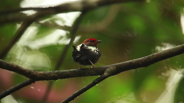 Mızrap Kanatlı Manakin - ML458514