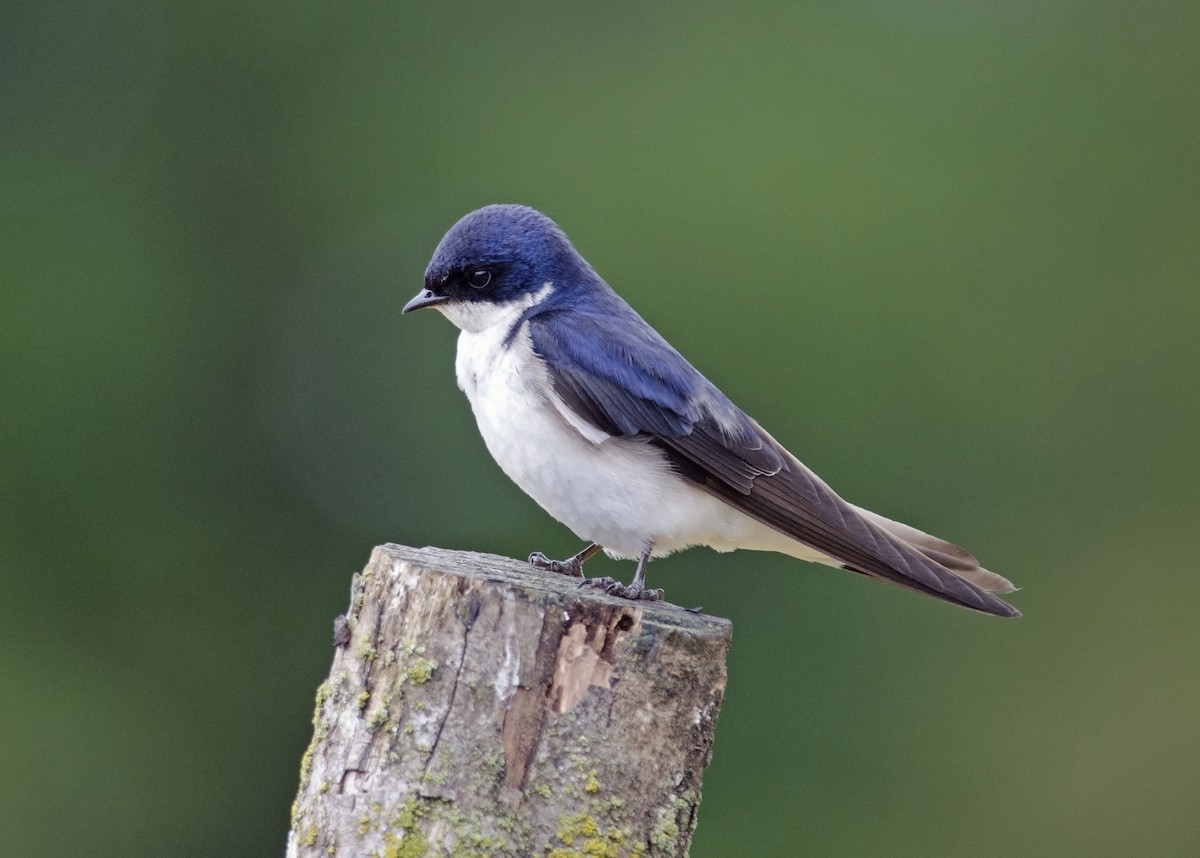 Chilean Swallow - Joshua van der Meulen