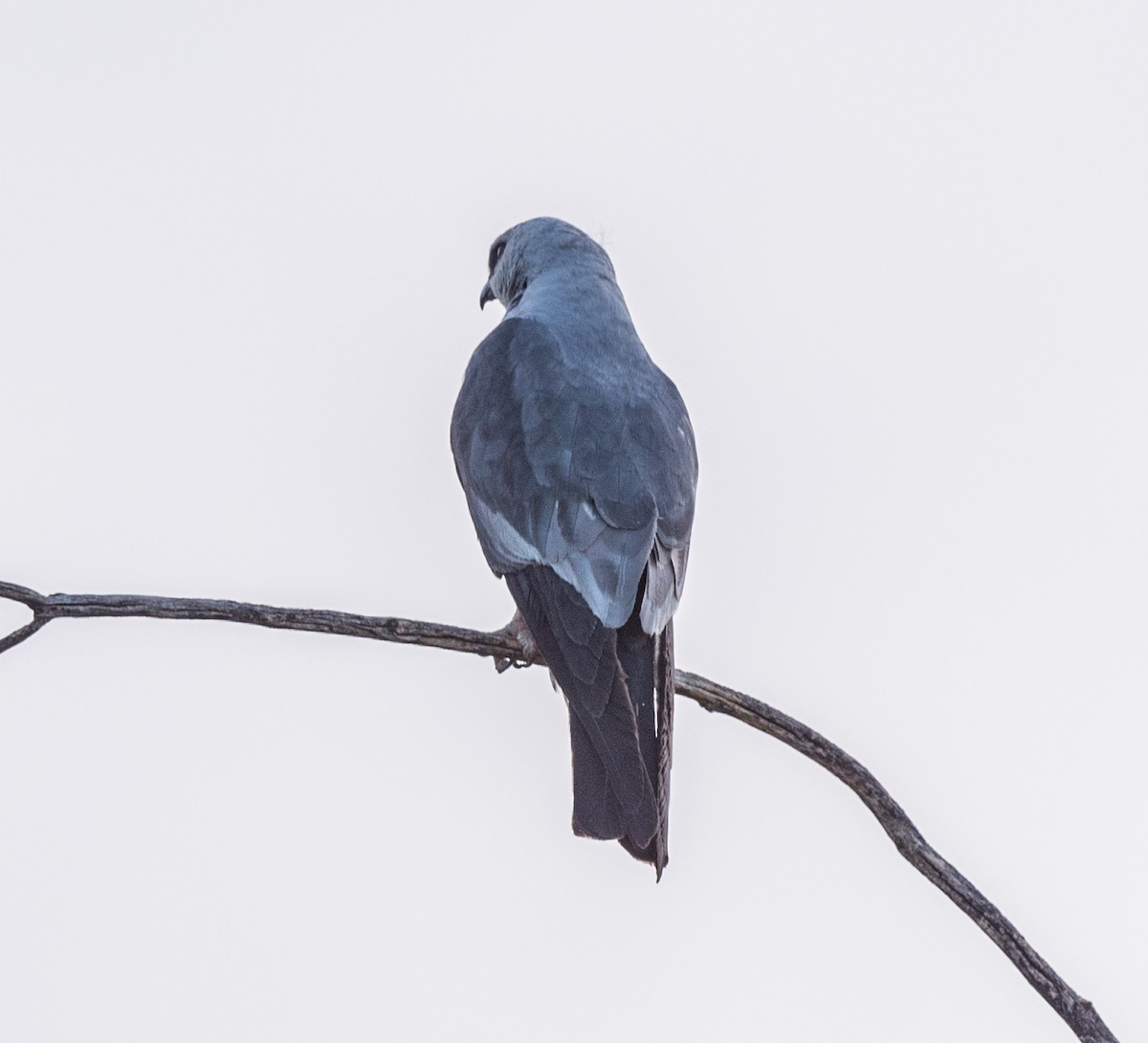 Mississippi Kite - Lee Bush