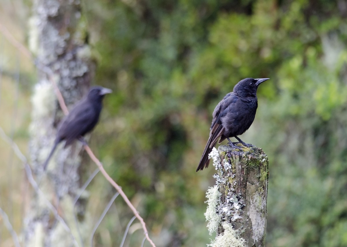 Austral Blackbird - ML45851441