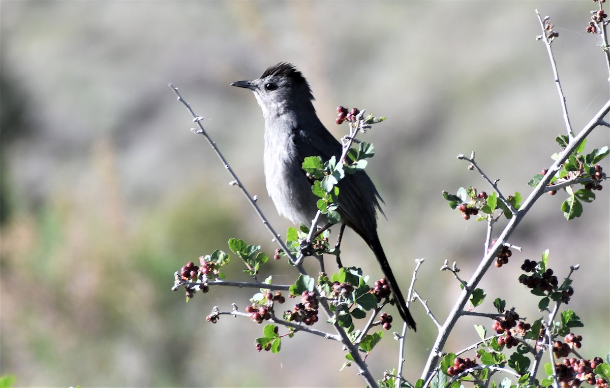 Pájaro Gato Gris - ML458514631