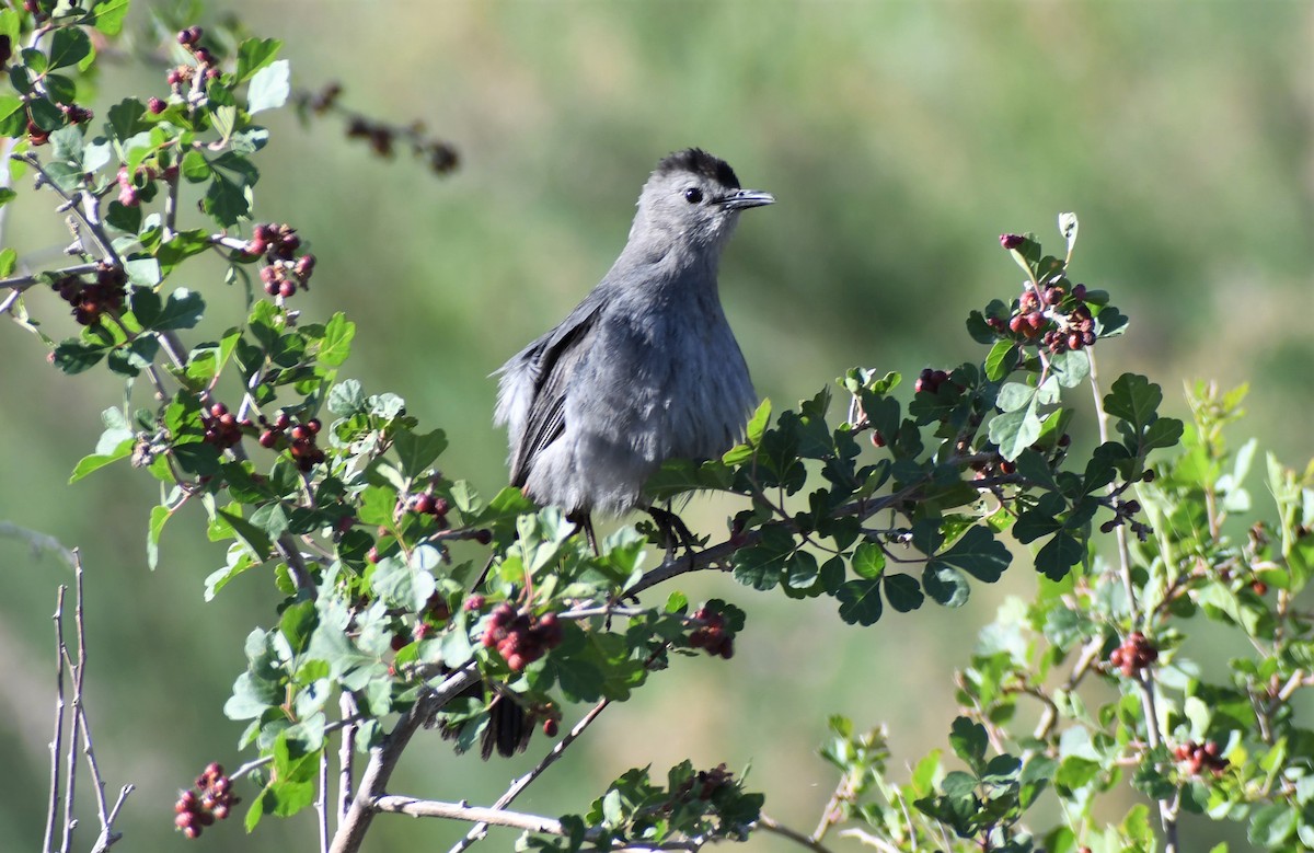 Gray Catbird - Brent Farnsworth