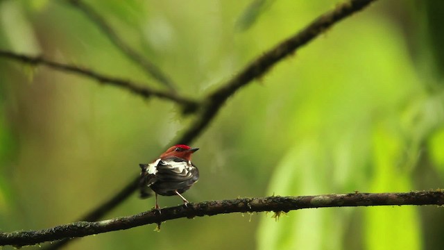 Mızrap Kanatlı Manakin - ML458515