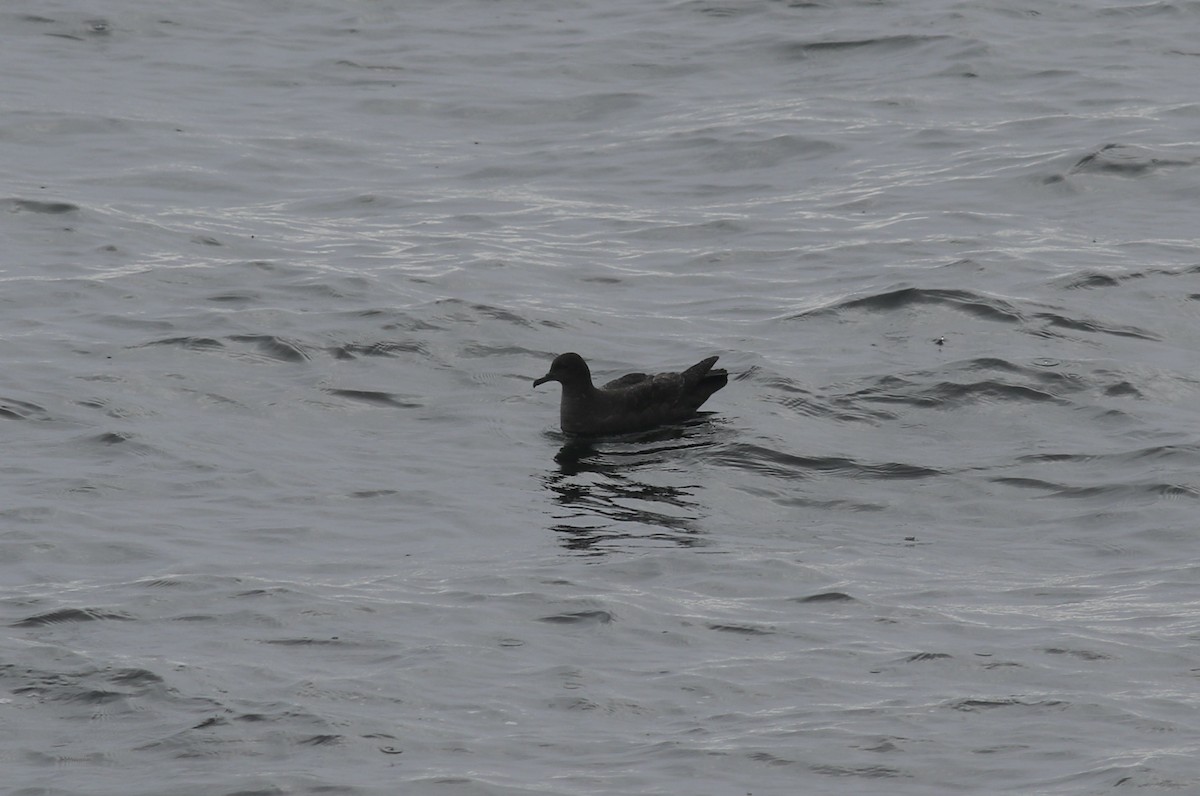 Sooty Shearwater - Jamie Adams