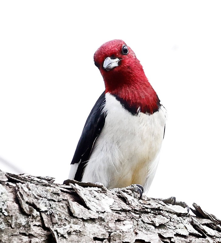Red-headed Woodpecker - John Lewis