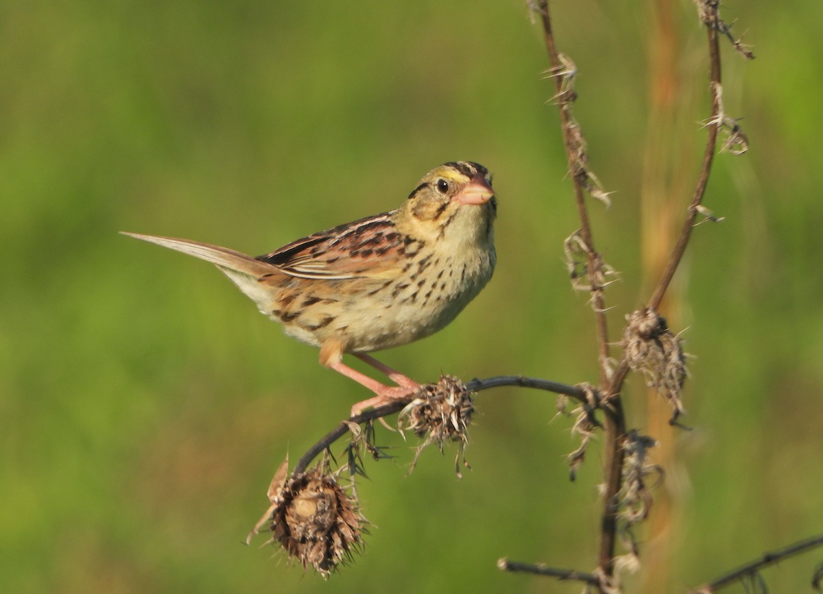 Henslow's Sparrow - ML458517341