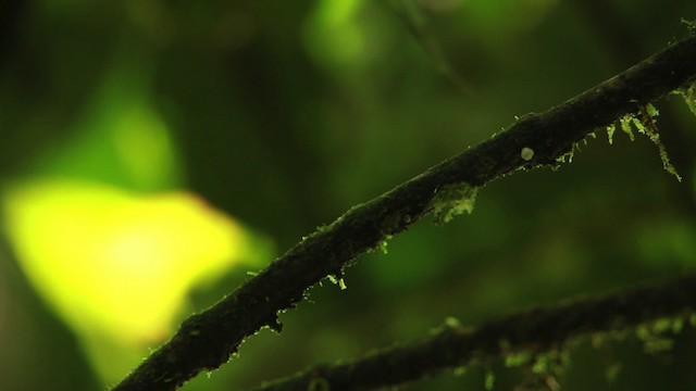 Club-winged Manakin - ML458518