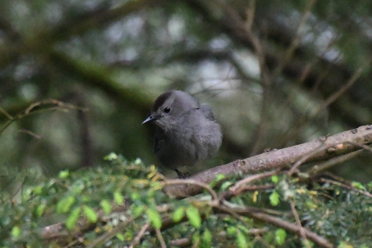 Gray Catbird - ML458518811