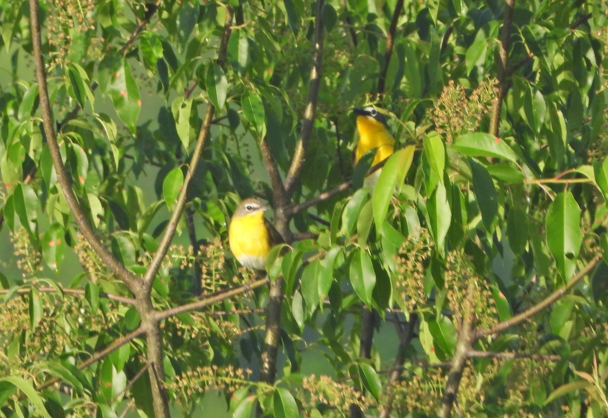 Yellow-breasted Chat - ML458519911