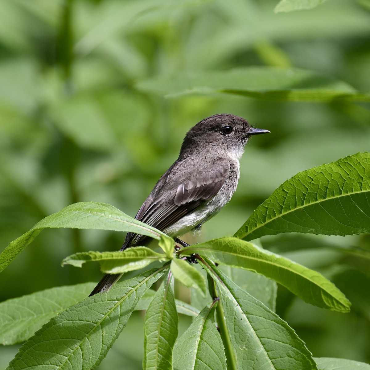 Eastern Phoebe - ML458523411