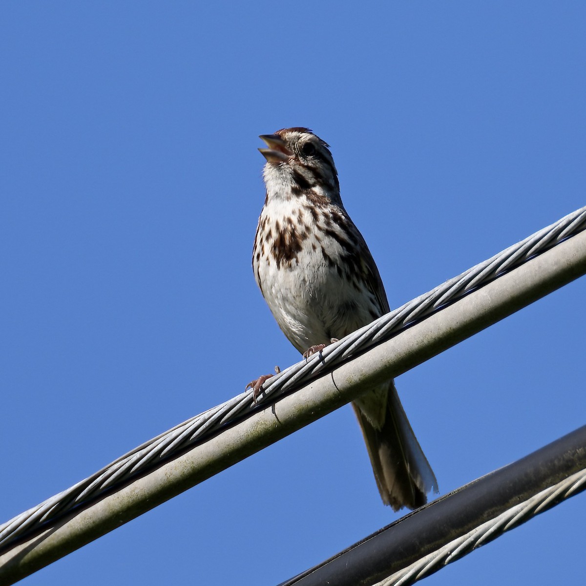 Song Sparrow - ML458523531