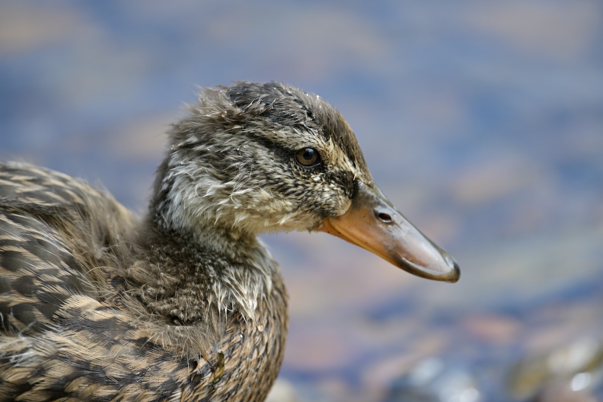 Canard colvert - ML458523881