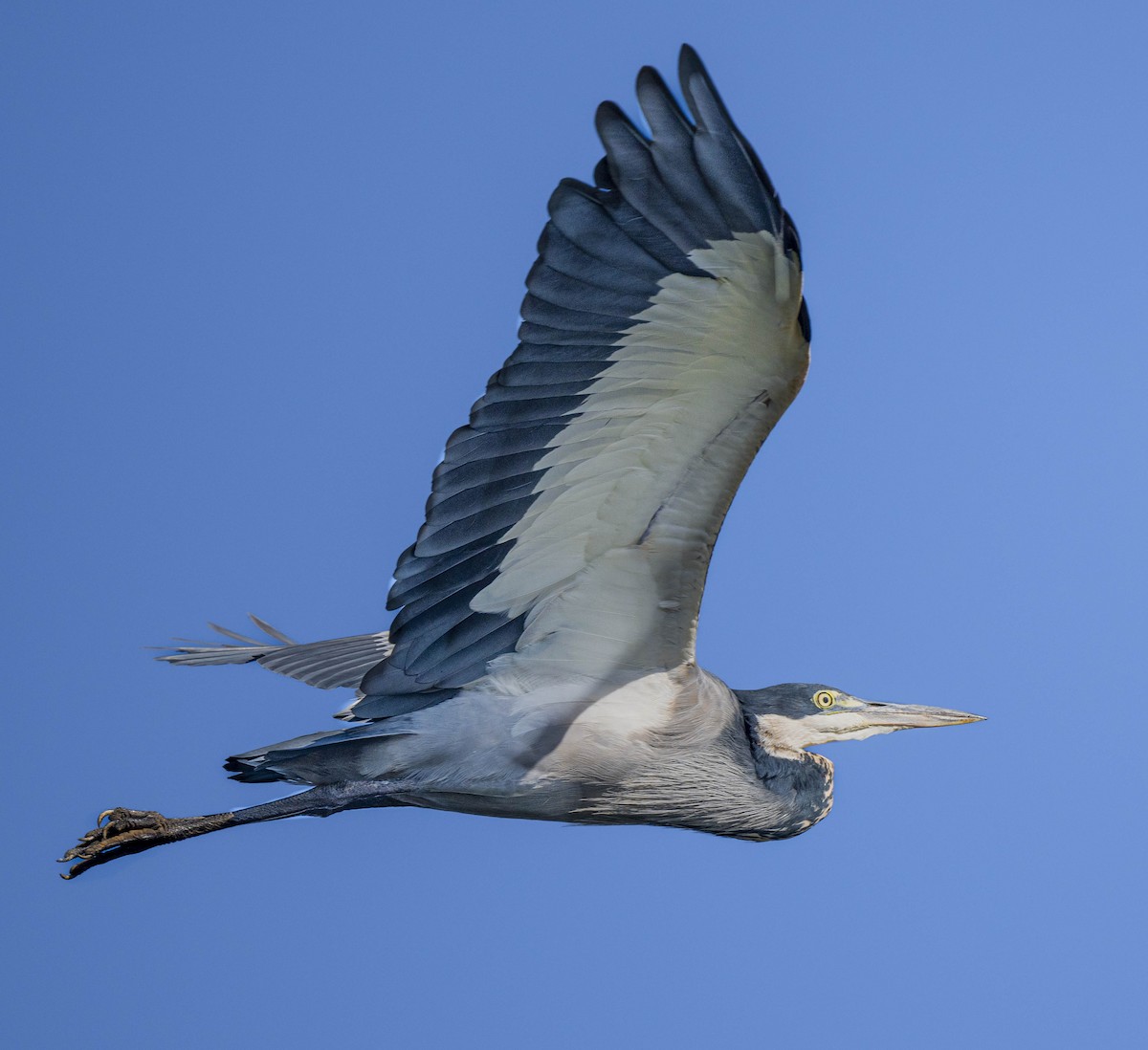 Black-headed Heron - ML458524121