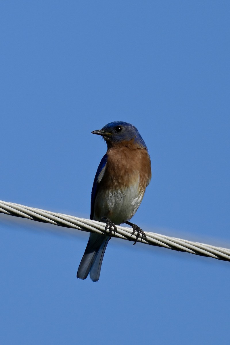 Eastern Bluebird - ML458525151