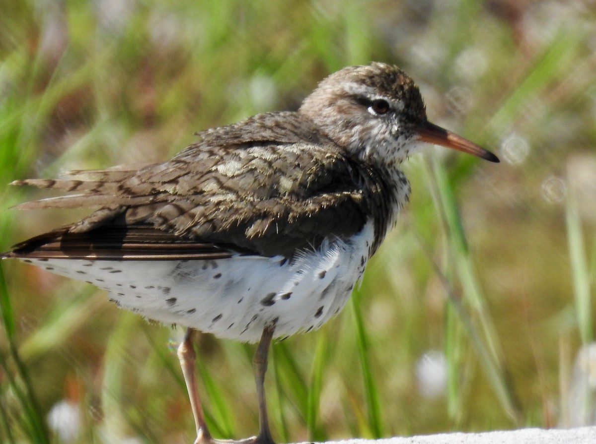 Spotted Sandpiper - Keith Gregoire