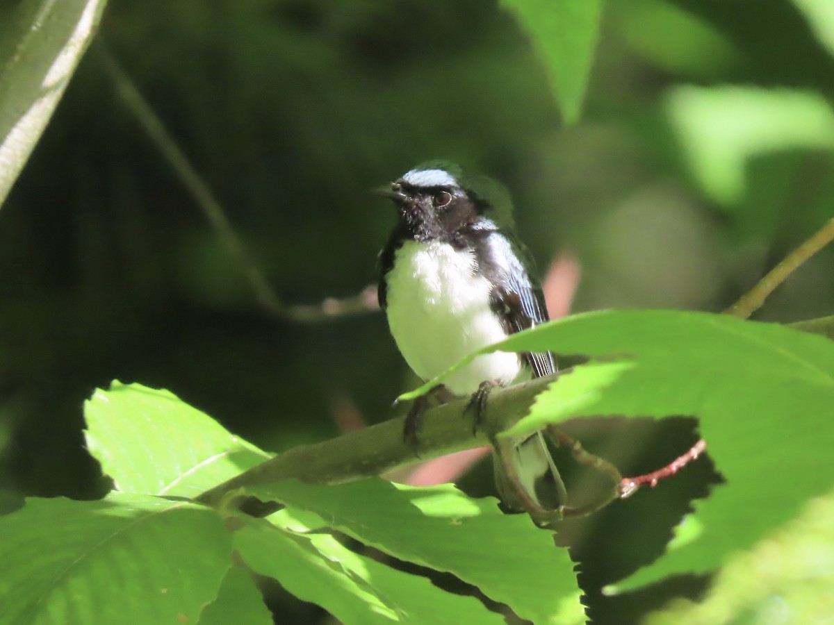 Black-throated Blue Warbler - Marjorie Watson