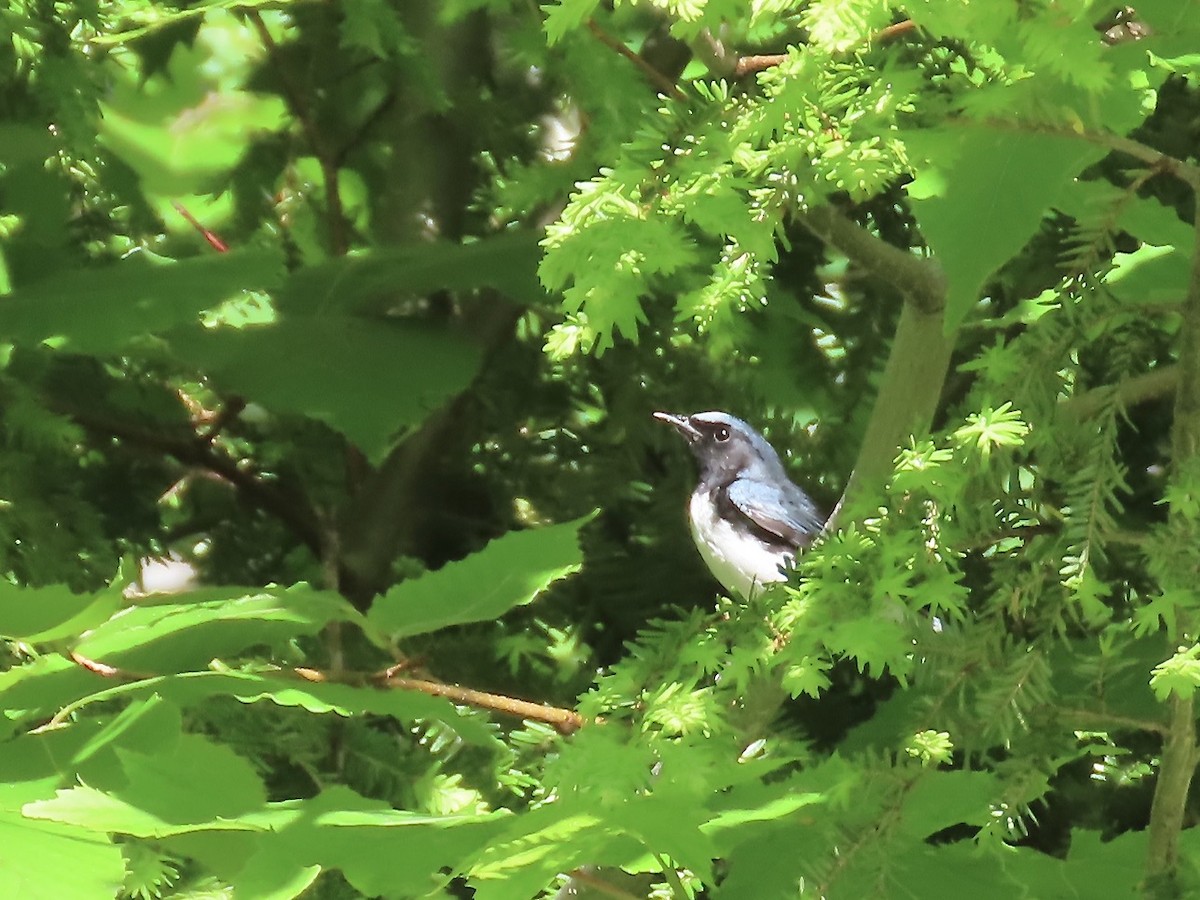 Black-throated Blue Warbler - Marjorie Watson