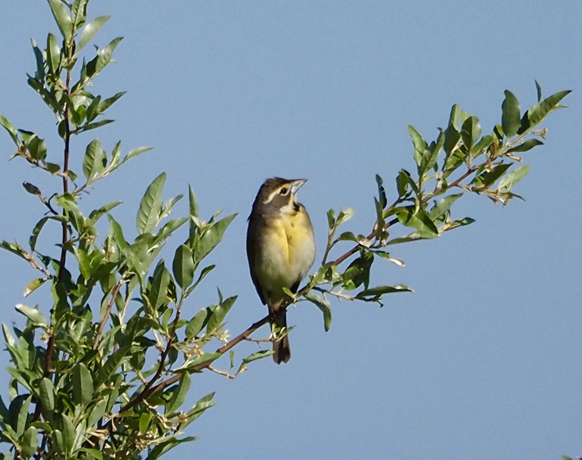 Dickcissel - ML458532831