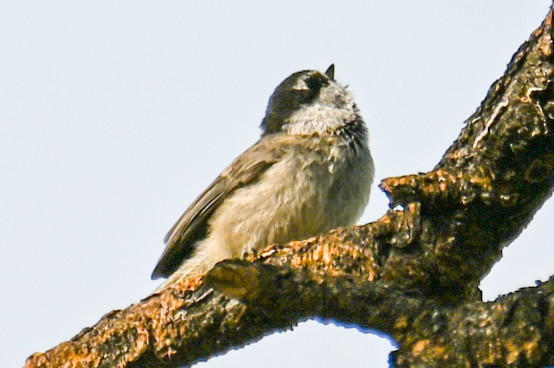 Mountain Chickadee - ML458533951