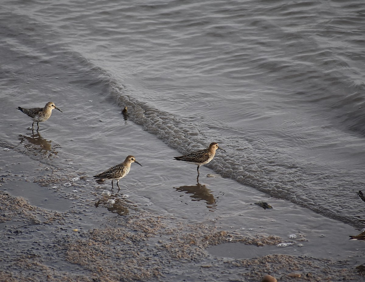 Dunlin - ML458535631