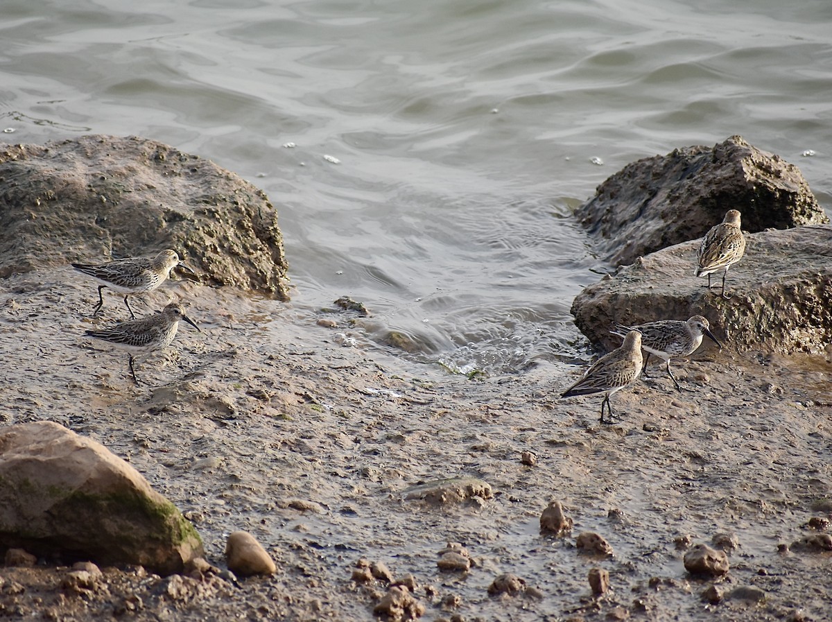 Dunlin - ML458535641