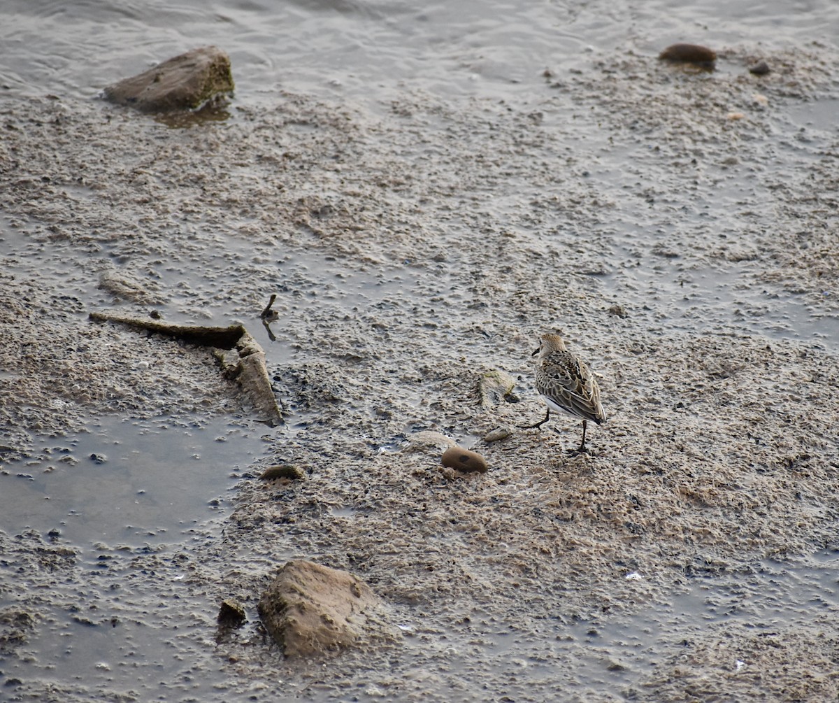 Dunlin - ML458535651