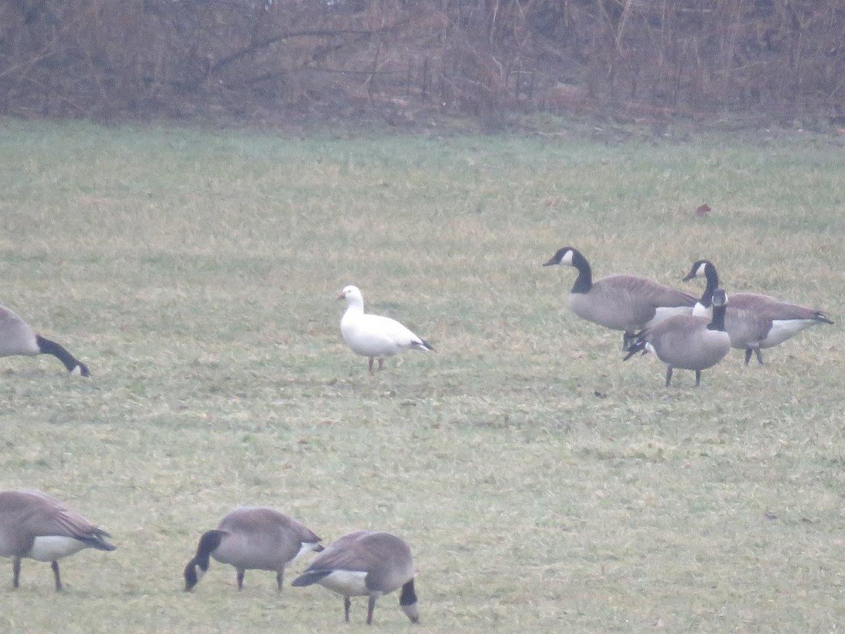 Ross's Goose - ML45853611