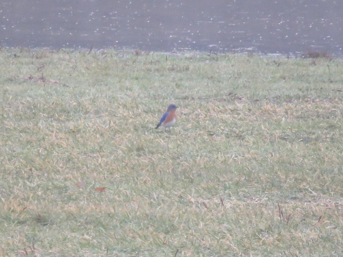 Eastern Bluebird - ML45853701