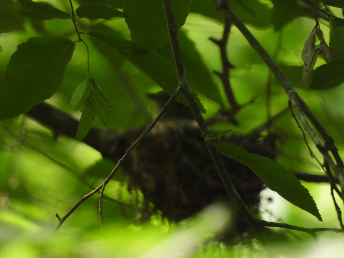 Acadian Flycatcher - Julie Gorka