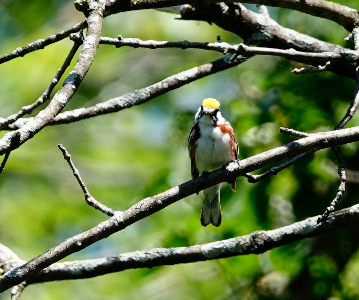 Chestnut-sided Warbler - ML458540331