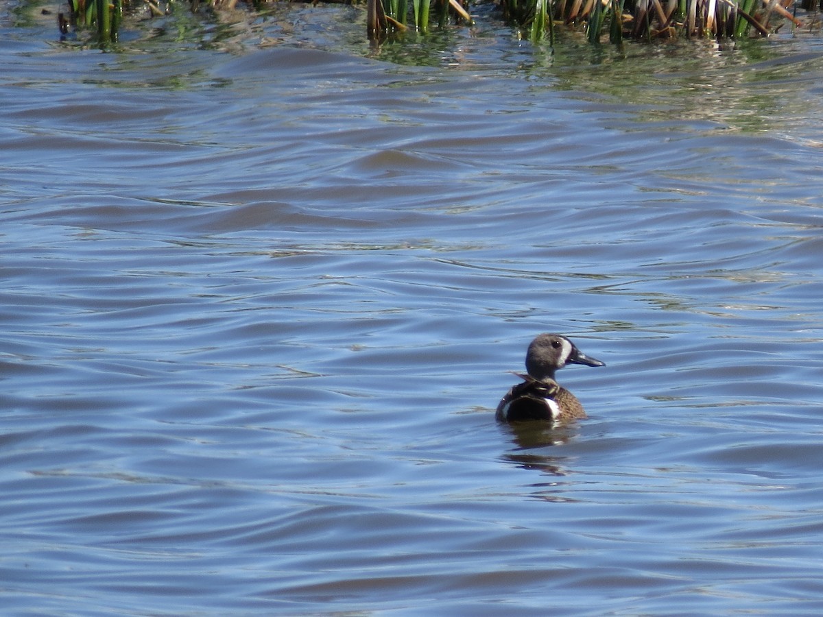 Blue-winged Teal - ML458545791